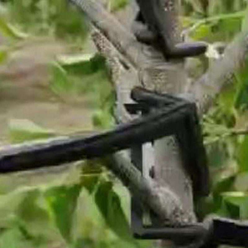 10Pcs Fruit Tree Branches Holder Fruit Branch Spreader Tree Branch Support Frame
