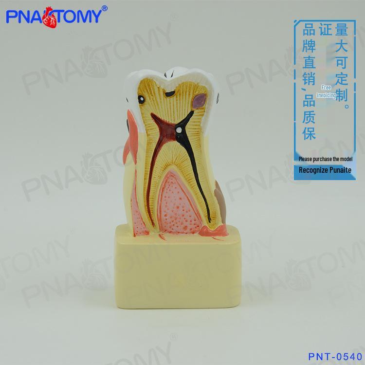 Kindergarten Dental Teaching Model Toy for Doctor-Patient Communication 6x5x11cm