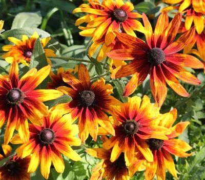 300 Rudbeckia Gloriosia Daisy Seeds - semillas campesinas reproducibles - SemiWild
