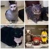 Rotating Cat 3D Folding Paper Cat Home Decoration Kitten Paper Model Cat Paper Model  For Children