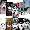 CJ66 Husky Puppy Dog Soft Shell Phone Case for Samsung Galaxy S20 S21 S22 Ultra FE + Plus A21S A22 A24 A25 A26 A30 A30S A31