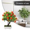 Orange Tree Diameter 22cm Green Non Toxic Brand New