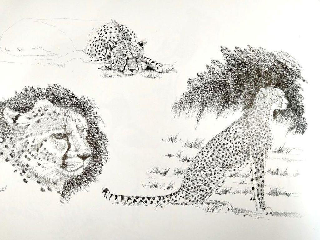 [USED] AFRICAN IMPRESSIONS: A detailed collection of sketches of African animals, landscapes, and customs
