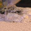 Fish Trap Catcher Box, Fish Tank, Tasteless Non-Toxic Safe for Fish Tank Aquarium