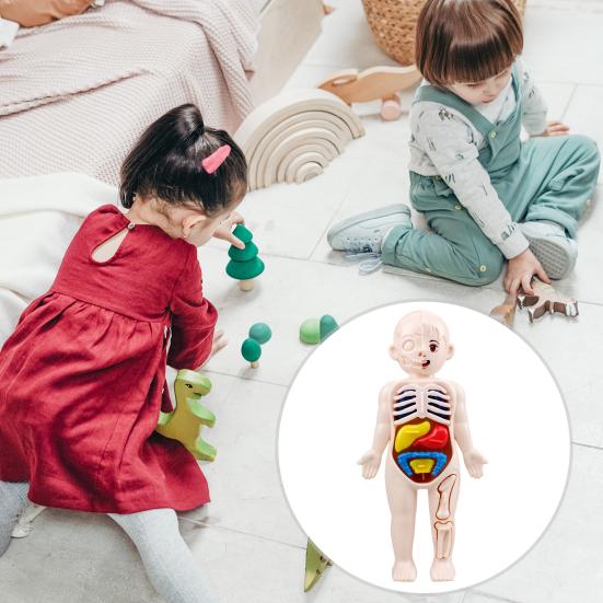 1 набор интерактивных моделей человеческого тела — фото 5