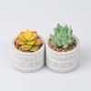 Simulation Succulent Plant Ceramic Pot Bonsai, Home Office Fresh Decoration, Simulation Pot Es1333