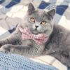 1pc/2pcs Adjustable Cat Collar With Bells Safe Release Buckle Plaid Flower Pattern Pet Neck Accessories (1.0 x 28CM)