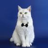 Pet Wedding Pearls Collar Jeweled Necklace Studded Glinting Rhinestones Heart Wedding Costume