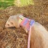 Cartoon Hamster Vest Harness Adjustable Pet Marten Coat Pet Supplies Ferret Walking Leash  Travel