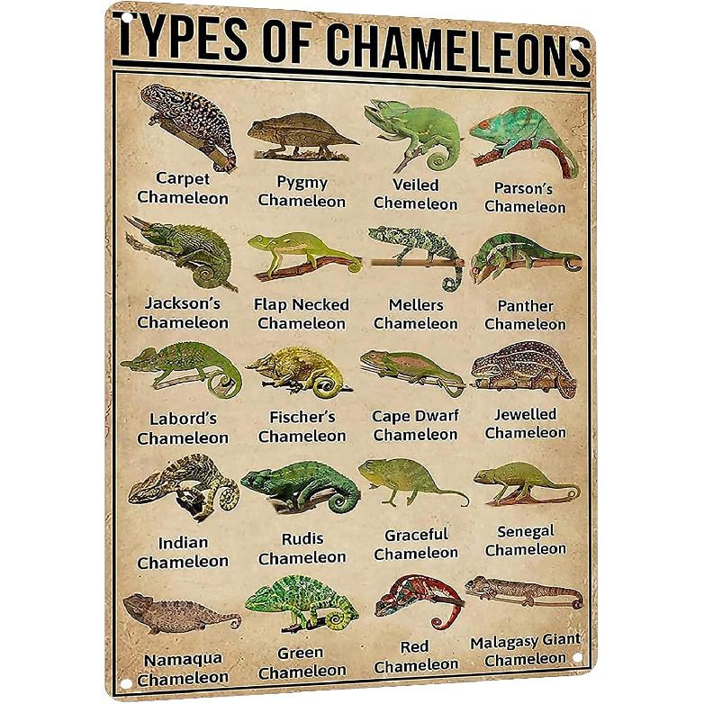 HYBLOM Types Of Chameleons Metal Tin Sign - Vintage Educational Wall Art Poster for Classroom, Office, & Home Decor - Gift for Biology Enthusiasts &