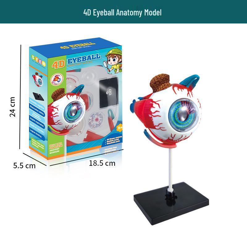 Cross-border Early Education Human Skeleton Model DIY Set for Students