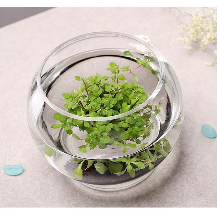 Large Round Glass Fish & Turtle Tank with Mini Hydroponic Planter