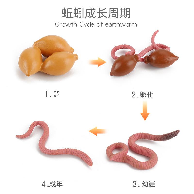 Hot Animal Life Cycle Board Children Toys Montessori Teaching Aids Plant Animal Growth Cycle Model Set Preschool Cognitive Toys