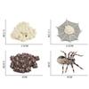 4Pcs/5Pcs Frog Tarantula Butterfly Bee Animal Growth Observation Model Toys
