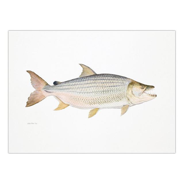 Decorative Painting Retro Fish Restaurant Hotel Paintings Animal Print Wall Pictures for Living Room Flatfish Wall Art Canvas