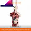 Customized Human Torso Anatomy Model for Children's Science Education