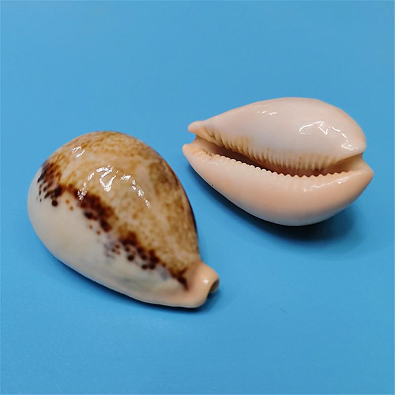 Vzácný přírodní exemplář mušle kauri pro akvárium nebo středomořskou domácí dekoraci