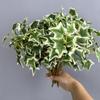 8 Heads Artificial Green Plant Real Touch Lifelike Simulation Greenery Handmade No Watering Faux Plants Wedding Party Decor