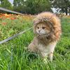 Accessoire de tête Crinière de Lion pour Chat Animal de Compagnie, Chapeau Costume Amusant Mignon pour Animal de Compagnie, Coiffe Décorative Douce Réglable pour Chats Petits Chiens Accessoires pour Fête Photo