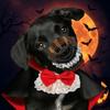 Lace Cat Cosplay Cloak Bow Tie Kitten Dress Cool Halloween Pet Costume  Festival
