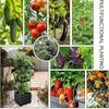 Tomato Tower with Self Watering Planting Box and Trellis - for Climbing Plants, Indoor and Outdoor Garden Support 1 Set