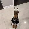 Dog Clothes Large Dog Thin Golden Retriever Labrador Doberman Fake Two-piece Ball Clothing Large Dog Clothes Summer Clothes