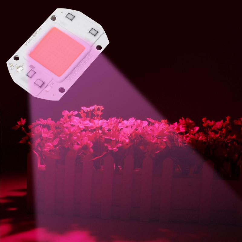 Buy 20/30/50W High Power Full Spectrum COB LED Grow Light Chip Indoor ...