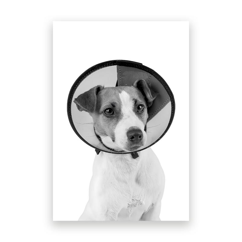 Pet Care Art Prints Black White Photography Posters Cat Dog Canvas Painting Animal Clinic Wall Pictures Veterinary Office Decor