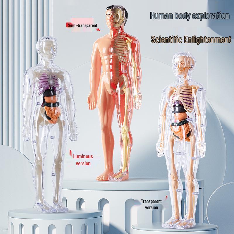 3D Human Skeleton Model Kit for Children's Educational Anatomy and Medical Teaching