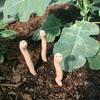 1pc Thirsty Worm Plant Decoration Resin Garden Courtyard Accessories with "Drink Me" Logo Indoor Outdoor Plant Garden Decoration