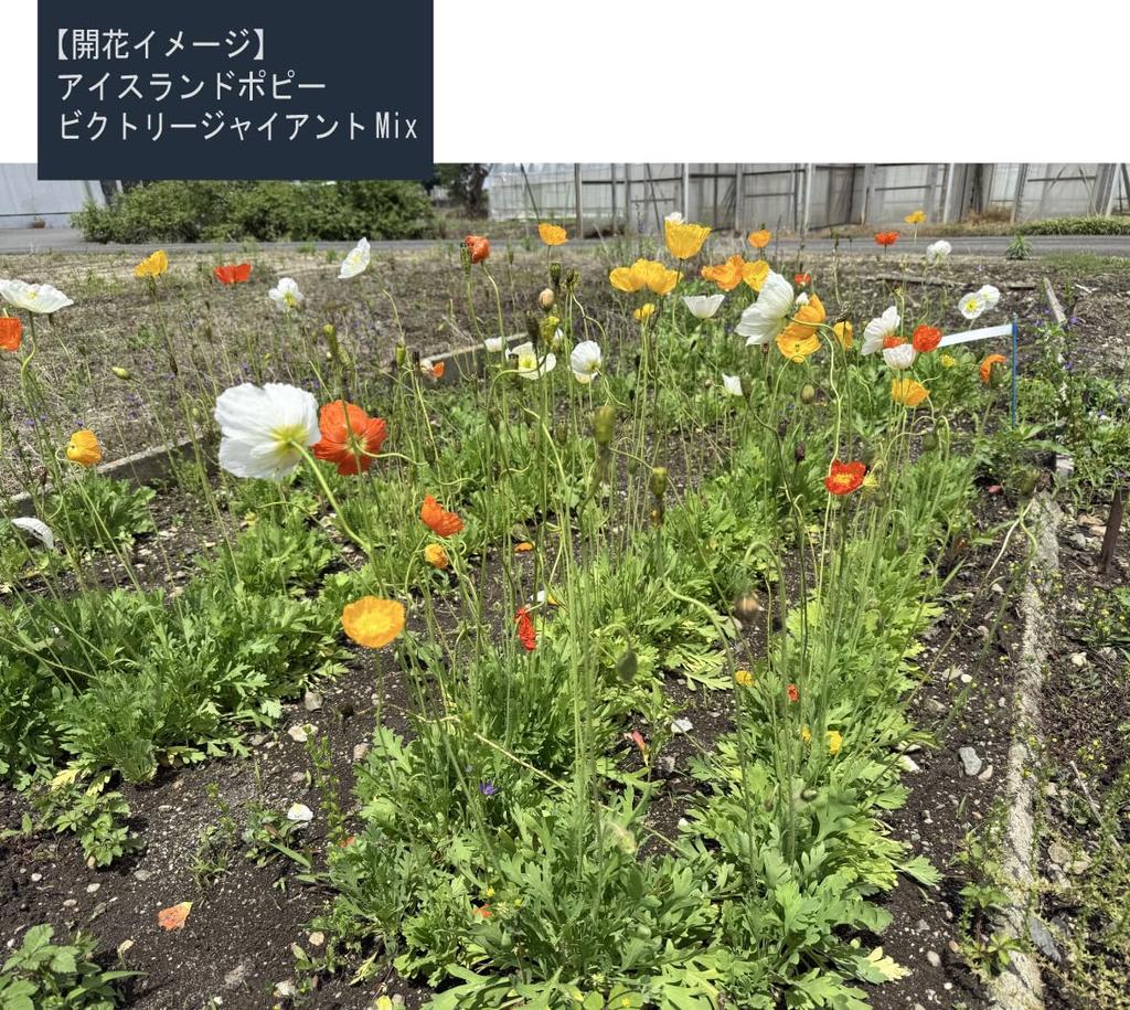 Iceland Poppy "Victory Giant Ant Mix for Landscape Use" Seeds, 100ml