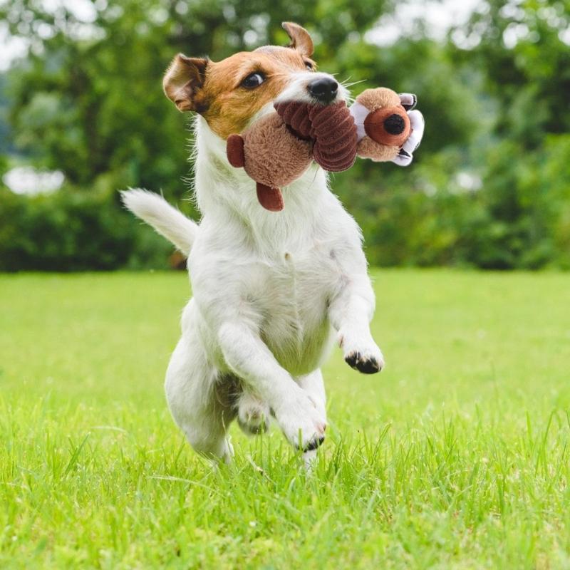 2pcs Plush Cartoon Animal Shape Toy for Chewing Teeth Cleaning Dogs Cloth Toy Training Squeaky Toy for Aggressive Chewer