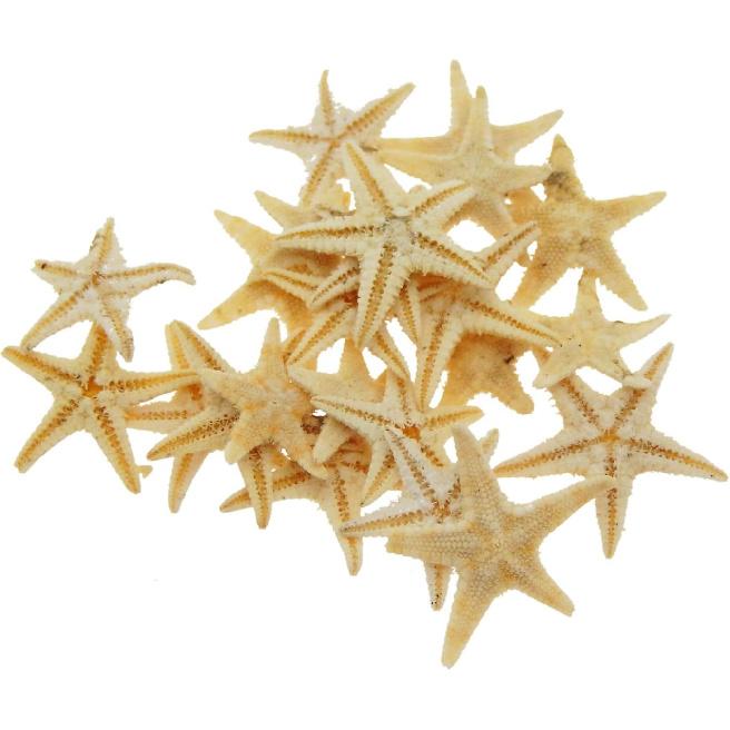 Julie Wang 20PCS 0.2-0.5 inches Tiny Small Miniature Natural Starfish Micro-Landscape Beach Wedding Nautical Ornament Shells Resin Craft DIY Vase