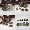 Elegant Pair Natural Ammonite Fossil Conch Specimen For Healing And Home Decor