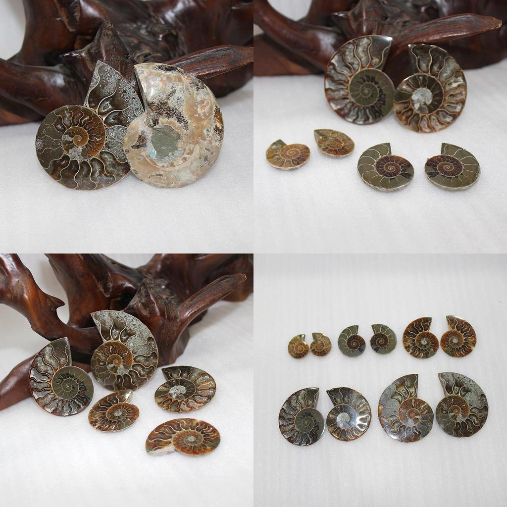 Elegant Pair Natural Ammonite Fossil Conch Specimen For Healing And Home Decor