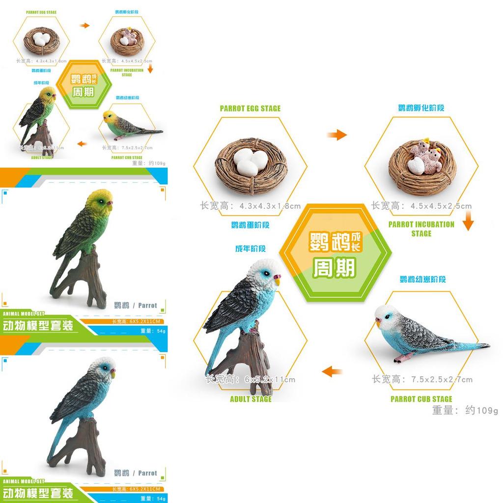Childrens Parrot Model Pvc Growth Cycle Educational Bird Display For Kids