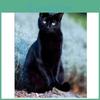 Full Diy Roundsquare 5d Diamond Painting Elegant Black Cat Diamond Embroidery Cross Stitch Kits Home Decor Handmade Gifts