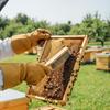 Beekeeping Tools Wood Honey Brush Wasp bee Sweep Beekeeping Equipment Horse Tail Hair New Bee Brush For Cleaning Apiculture