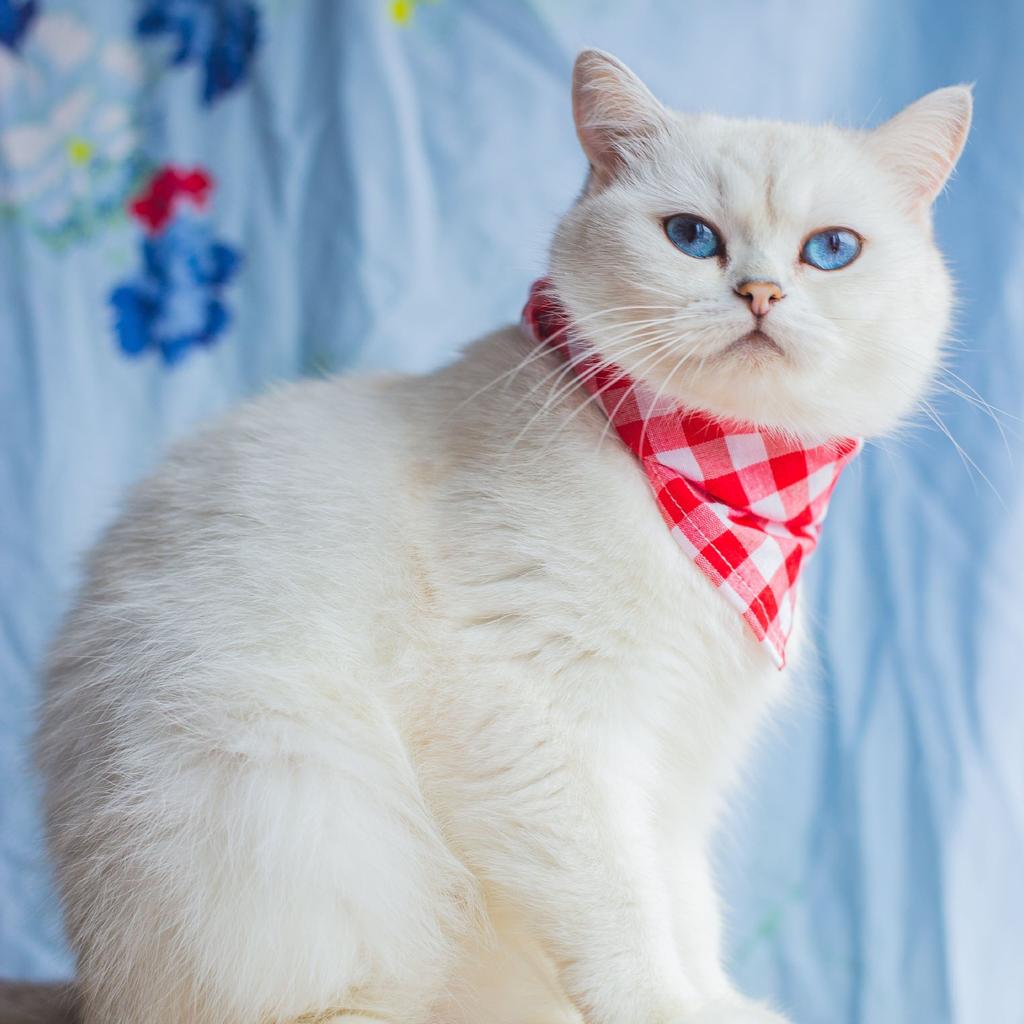 British plaid pet saliva towel, spring and summer dog cat triangle scarf, European and American printed fruit pet scarf