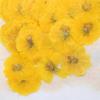 Natural Plants for Handsets Case, Real Dried Flowers, Yellow Cosmos, Diameter 5cm, Free Shipping, 60 Pcs