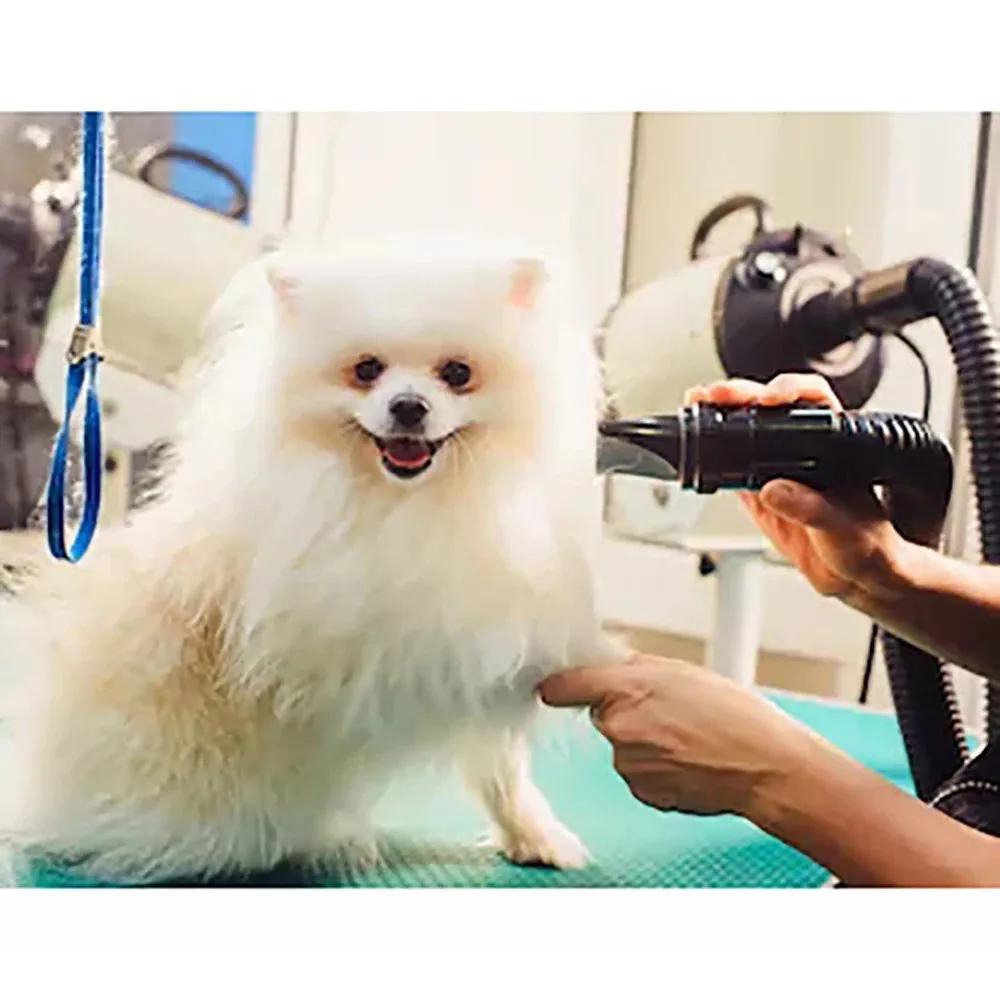 2000W/2.7HP Dog Blow Dryer Adjustable Speed Temperature Control with 4 Nozzles and Extendable Hose for Pet Hair Grooming