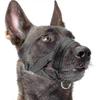 Cães – Colares e correias para cães