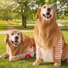 Striped Design Dog Elbow Brace Cartoon Pattern Puppy Joint Protector Dog Knee Pads  Large Dogs