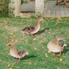 Resin Garden Statue Animals Stake Balcony Duck Farm