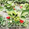 5/10Pcs Square Tray Strawberry Supports Plastic Green Strawberries Tomatoes Peppers Planting Racks Gardening Support Frame