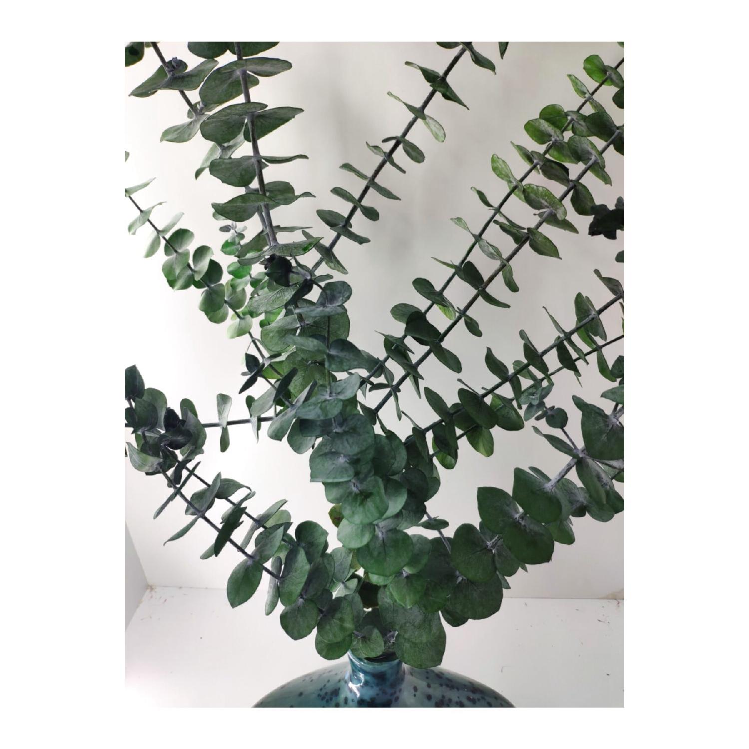 

Шокований евкаліпт першої якості від виробника 100 г великого розміру, шокований евкаліпт 100 gr