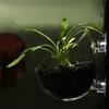 Clear Glass Plant Cups with Suction Cups Aquariums Landscaping