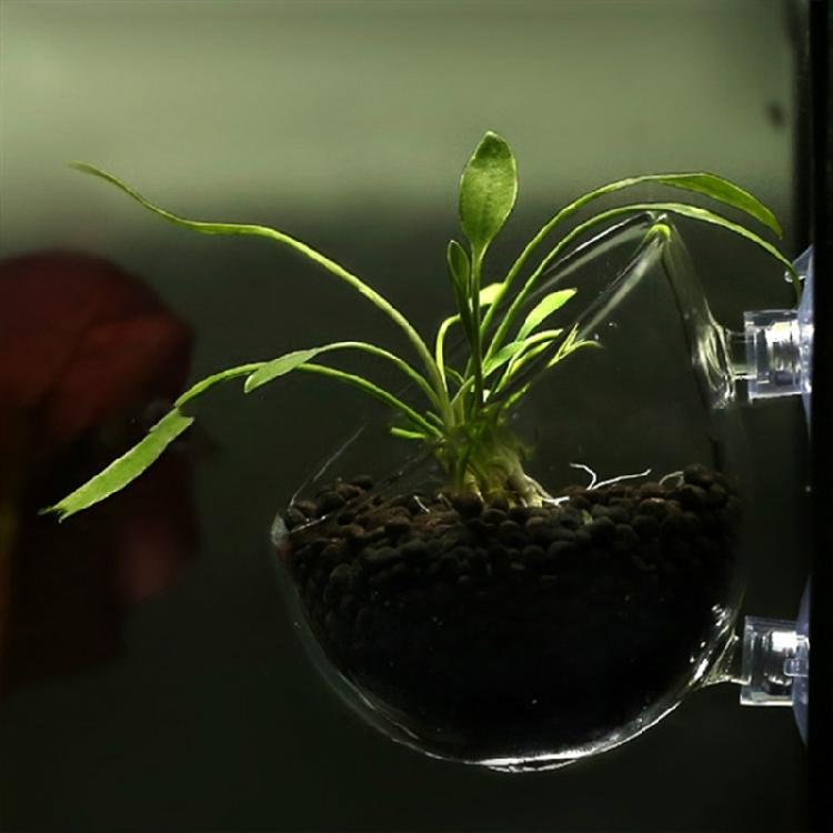Clear Glass Plant Cups with Suction Cups Aquariums Landscaping