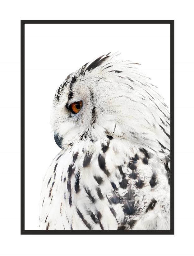 Picture, Poster In a Frame 33x43 Cm Owl P508