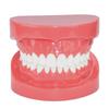 Dental Teeth Model 7004 Teeth Model Study Teaching Tooth Typodont Demonstration Model Dentist Tools